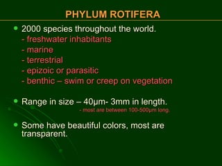 2000 species throughout the world. - freshwater inhabitants - marine - terrestrial - epizoic or parasitic - benthic – swim or creep on vegetation Range in size – 40 µ m- 3mm in length. - most are between 100-500 µm long. Some have beautiful colors, most are transparent. PHYLUM ROTIFERA 