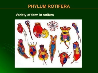 PHYLUM ROTIFERA Variety of form in rotifers 
