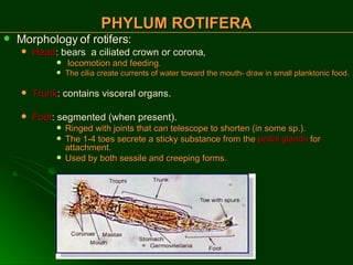 PHYLUM ROTIFERA Morphology of rotifers: Head : bears  a ciliated crown or corona , locomotion and feeding . The cilia create currents of water toward the mouth- draw in small planktonic food. Trunk : contains visceral organs. Foot : segmented (when present). Ringed with joints that can telescope to shorten (in some sp.). The 1-4 toes secrete a sticky substance from the  pedal glands  for attachment. Used by both sessile and creeping forms. 