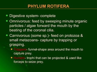 Digestive system- complete Omnivorous: feed by sweeping minute organic particles / algae forward the mouth by the beating of the coronal cilia. Carnivorous (some sp.)- feed on protozoa & small metazoans- capture by trapping or grasping. Trappers - funnel-shape area around the mouth to capture prey. Hunters - trophi that can be projected & used like forceps to seize prey. PHYLUM ROTIFERA 