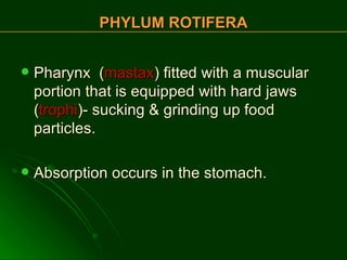 Pharynx  ( mastax ) fitted with a muscular portion that is equipped with hard jaws ( trophi )- sucking & grinding up food particles. Absorption occurs in the stomach. PHYLUM ROTIFERA 