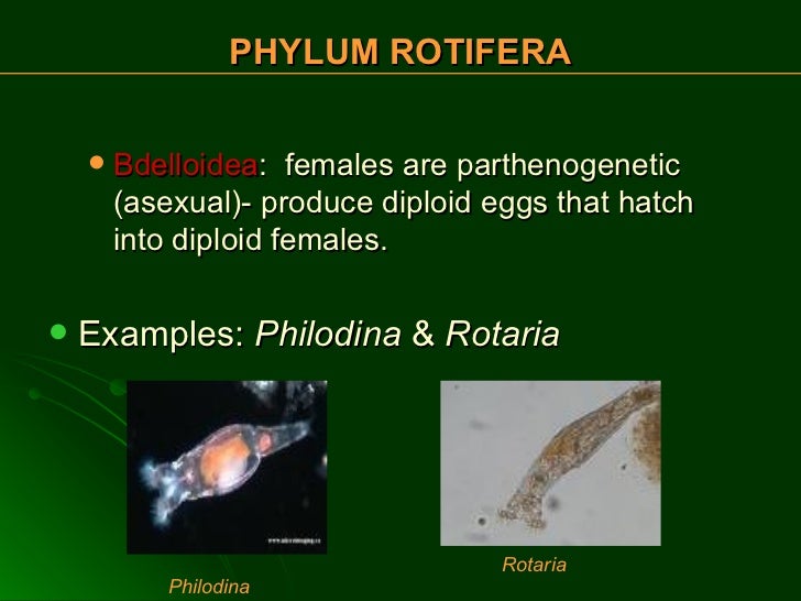 Phylum Rotifera