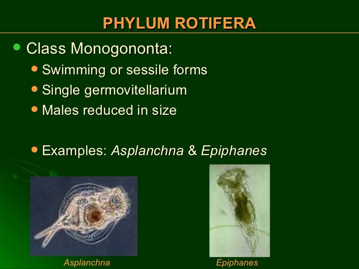 Phylum Rotifera