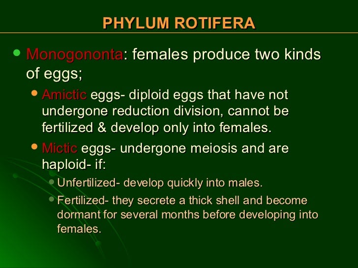 Phylum Rotifera