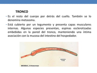 TRONCO
• Es el resto del cuerpo por detrás del cuello. También se lo
denomina metasoma.
• Está cubierto por un tegumento y presenta capas musculares
internas. Algunas especies presentan, espinas esclerotizadas
embebidas en la pared del tronco, manteniendo una íntima
asociación con la mucosa del intestino del hospedador.
 
