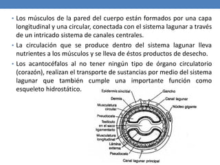 • Los músculos de la pared del cuerpo están formados por una capa
longitudinal y una circular, conectada con el sistema lagunar a través
de un intricado sistema de canales centrales.
• La circulación que se produce dentro del sistema lagunar lleva
nutrientes a los músculos y se lleva de éstos productos de desecho.
• Los acantocéfalos al no tener ningún tipo de órgano circulatorio
(corazón), realizan el transporte de sustancias por medio del sistema
lagunar que también cumple una importante función como
esqueleto hidrostático.
 