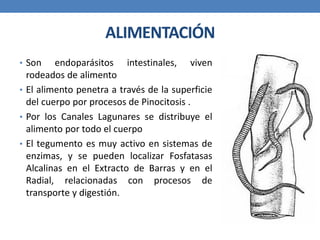ALIMENTACIÓN
• Son endoparásitos intestinales, viven
rodeados de alimento
• El alimento penetra a través de la superficie
del cuerpo por procesos de Pinocitosis .
• Por los Canales Lagunares se distribuye el
alimento por todo el cuerpo
• El tegumento es muy activo en sistemas de
enzimas, y se pueden localizar Fosfatasas
Alcalinas en el Extracto de Barras y en el
Radial, relacionadas con procesos de
transporte y digestión.
 