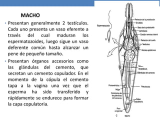 MACHO
• Presentan generalmente 2 testículos.
Cada uno presenta un vaso eferente a
través del cual maduran los
espermatozoides, luego sigue un vaso
deferente común hasta alcanzar un
pene de pequeño tamaño.
• Presentan órganos accesorios como
las glándulas del cemento, que
secretan un cemento copulador. En el
momento de la cópula el cemento
tapa a la vagina una vez que el
esperma ha sido transferido y
rápidamente se endurece para formar
la capa copulatoria.
 