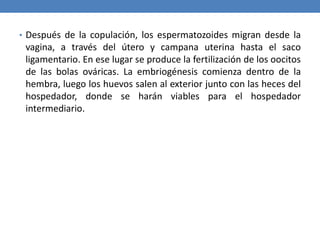 • Después de la copulación, los espermatozoides migran desde la
vagina, a través del útero y campana uterina hasta el saco
ligamentario. En ese lugar se produce la fertilización de los oocitos
de las bolas ováricas. La embriogénesis comienza dentro de la
hembra, luego los huevos salen al exterior junto con las heces del
hospedador, donde se harán viables para el hospedador
intermediario.
 
