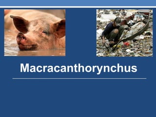 Macracanthorynchus
 
