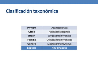 Clasificación taxonómica
Phylum Acantocephala
Clase Archiacantocephala
Orden Olygacantorhynchida
Familia Olygacanthorhynchidae
Género Macracanthorhynchus
Especie hirudinaceus
 
