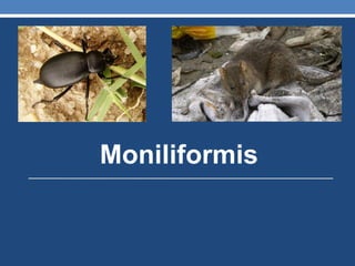 Moniliformis
 