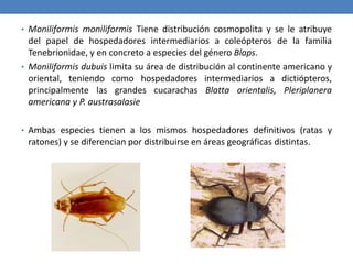 • Moniliformis moniliformis Tiene distribución cosmopolita y se le atribuye
del papel de hospedadores intermediarios a coleópteros de la familia
Tenebrionidae, y en concreto a especies del género Blaps.
• Moniliformis dubuis limita su área de distribución al continente americano y
oriental, teniendo como hospedadores intermediarios a dictiópteros,
principalmente las grandes cucarachas Blatta orientalis, Pleriplanera
americana y P. austrasalasie
• Ambas especies tienen a los mismos hospedadores definitivos (ratas y
ratones) y se diferencian por distribuirse en áreas geográficas distintas.
 