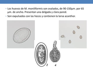 • Los huevos de M. moniliformis son ovalados, de 90-150μm. por 65
μm. de ancho. Presentan una delgada y clara pared.
• Son expulsados con las heces y contienen la larva acanthor.
 
