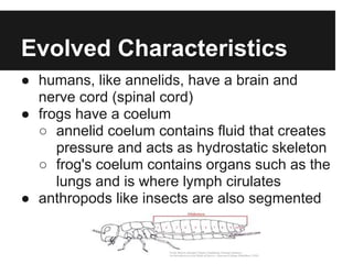 Evolved Characteristics
● humans, like annelids, have a brain and
  nerve cord (spinal cord)
● frogs have a coelum
  ○ annelid coelum contains fluid that creates
     pressure and acts as hydrostatic skeleton
  ○ frog's coelum contains organs such as the
     lungs and is where lymph cirulates
● anthropods like insects are also segmented
 