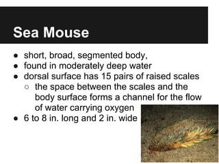 Sea Mouse
● short, broad, segmented body,
● found in moderately deep water
● dorsal surface has 15 pairs of raised scales
  ○ the space between the scales and the
     body surface forms a channel for the flow
     of water carrying oxygen
● 6 to 8 in. long and 2 in. wide
 