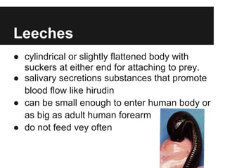 Leeches
● cylindrical or slightly flattened body with
  suckers at either end for attaching to prey.
● salivary secretions substances that promote
  blood flow like hirudin
● can be small enough to enter human body or
  as big as adult human forearm
● do not feed vey often
 