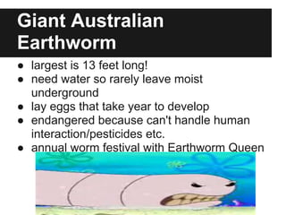 Giant Australian
Earthworm
● largest is 13 feet long!
● need water so rarely leave moist
  underground
● lay eggs that take year to develop
● endangered because can't handle human
  interaction/pesticides etc.
● annual worm festival with Earthworm Queen
 
