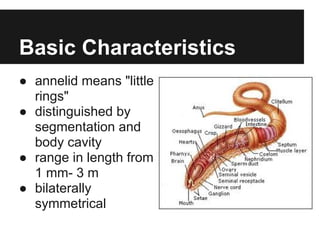 Basic Characteristics
● annelid means "little
  rings"
● distinguished by
  segmentation and
  body cavity
● range in length from
  1 mm- 3 m
● bilaterally
  symmetrical
 