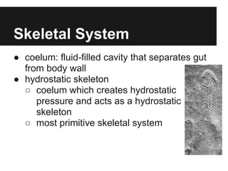 Skeletal System
● coelum: fluid-filled cavity that separates gut
  from body wall
● hydrostatic skeleton
  ○ coelum which creates hydrostatic
     pressure and acts as a hydrostatic
     skeleton
  ○ most primitive skeletal system
 