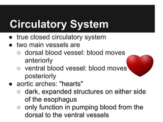 Circulatory System
● true closed circulatory system
● two main vessels are
  ○ dorsal blood vessel: blood moves
     anteriorly
  ○ ventral blood vessel: blood moves
     posteriorly
● aortic arches: "hearts"
  ○ dark, expanded structures on either side
     of the esophagus
  ○ only function in pumping blood from the
     dorsal to the ventral vessels
 