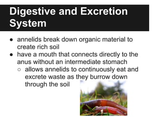 Digestive and Excretion
System
● annelids break down organic material to
  create rich soil
● have a mouth that connects directly to the
  anus without an intermediate stomach
  ○ allows annelids to continuously eat and
     excrete waste as they burrow down
     through the soil
 