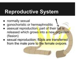 Reproductive System
● normally sexual
● gonochoristic or hermaphroditic
● asexual reproduction: part of their tail is
  released which grows into a new organism
  (fission)
● sexual reproduction: fluids are transferred
  from the male pore to the female ovipore.
 