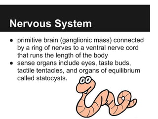 Nervous System
● primitive brain (ganglionic mass) connected
  by a ring of nerves to a ventral nerve cord
  that runs the length of the body
● sense organs include eyes, taste buds,
  tactile tentacles, and organs of equilibrium
  called statocysts.
 