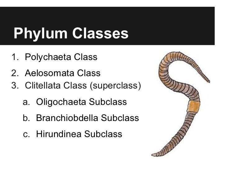 Phylum Annelida Characteristics PPT Phylum Annelida: Summary Of
