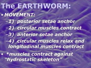 The EARTHWORM: MOVEMENT: 1)  posterior setae anchor 2)  circular muscles contract 3)  anterior setae anchor 4)  circular muscles relax and longitudinal muscles contract *muscles contract against “hydrostatic skeleton”  