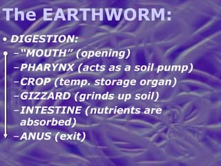 The EARTHWORM: DIGESTION: “ MOUTH” (opening) PHARYNX (acts as a soil pump) CROP (temp. storage organ) GIZZARD (grinds up soil) INTESTINE (nutrients are absorbed) ANUS (exit) 