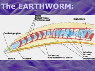The EARTHWORM: 
