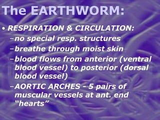 The EARTHWORM: RESPIRATION & CIRCULATION: no special resp. structures breathe through moist skin blood flows from anterior (ventral blood vessel) to posterior (dorsal blood vessel) AORTIC ARCHES - 5 pairs of muscular vessels at ant. end “hearts” 