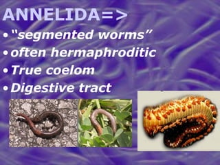 ANNELIDA=> “ segmented worms” often hermaphroditic True coelom Digestive tract 