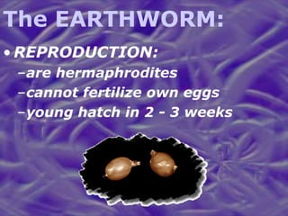The EARTHWORM: REPRODUCTION: are hermaphrodites cannot fertilize own eggs young hatch in 2 - 3 weeks 
