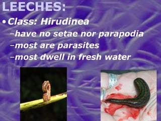 LEECHES: Class: Hirudinea have no setae nor parapodia most are parasites most dwell in fresh water 