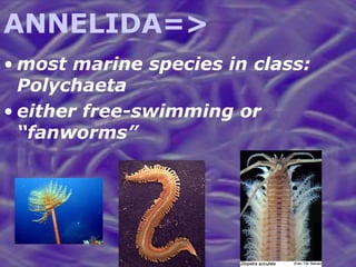ANNELIDA=> most marine species in class: Polychaeta either free-swimming or “fanworms” 