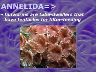 ANNELIDA=> fanworms are tube-dwellers that have tentacles for filter-feeding 
