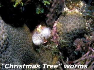 “ Christmas Tree” worms 