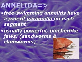 ANNELIDA=> free-swimming annelids have a pair of  parapodia  on each segment usually powerful, pincherlike jaws: (sandworms & clamworms) 