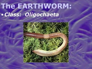 The EARTHWORM: Class:  Oligochaeta 