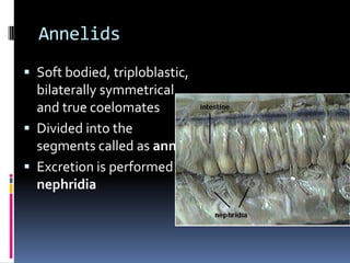 Annelids
 Soft bodied, triploblastic,
  bilaterally symmetrical
  and true coelomates
 Divided into the
  segments called as annuli
 Excretion is performed by
  nephridia
 
