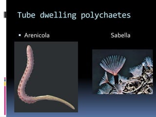 Tube dwelling polychaetes

 Arenicola         Sabella
 
