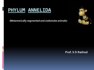 PHYLUM ANNELIDA
(Metamerically segmented and coelomate animals)




                                             Prof. S D Rathod
 