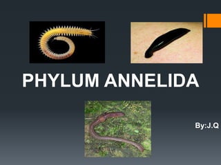 PHYLUM ANNELIDA
By:J.Q
 