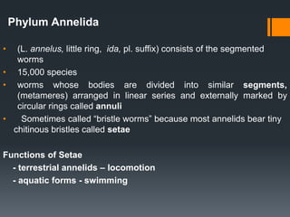 Phylum annelida (By: J.Q)