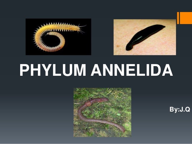Phylum Annelida - Lessons - Blendspace