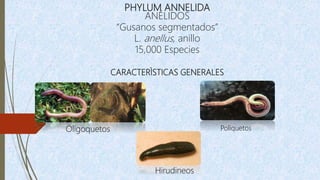 PHYLUM ANNELIDA
ANÉLIDOS
“Gusanos segmentados”
L. anellus, anillo
15,000 Especies
CARACTERÌSTICAS GENERALES
Oligoquetos Poliquetos
Hirudineos
 