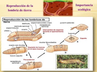 Reproducción de la
lombriz de tierra
Importancia
ecológica
 