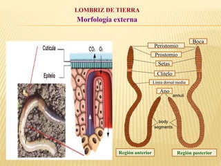 LOMBRIZ DE TIERRA
Morfología externa
Peristomio
Prostomio
Setas
Clitelo
Línea dorsal media
Ano
Boca
Región anterior Región posterior
 